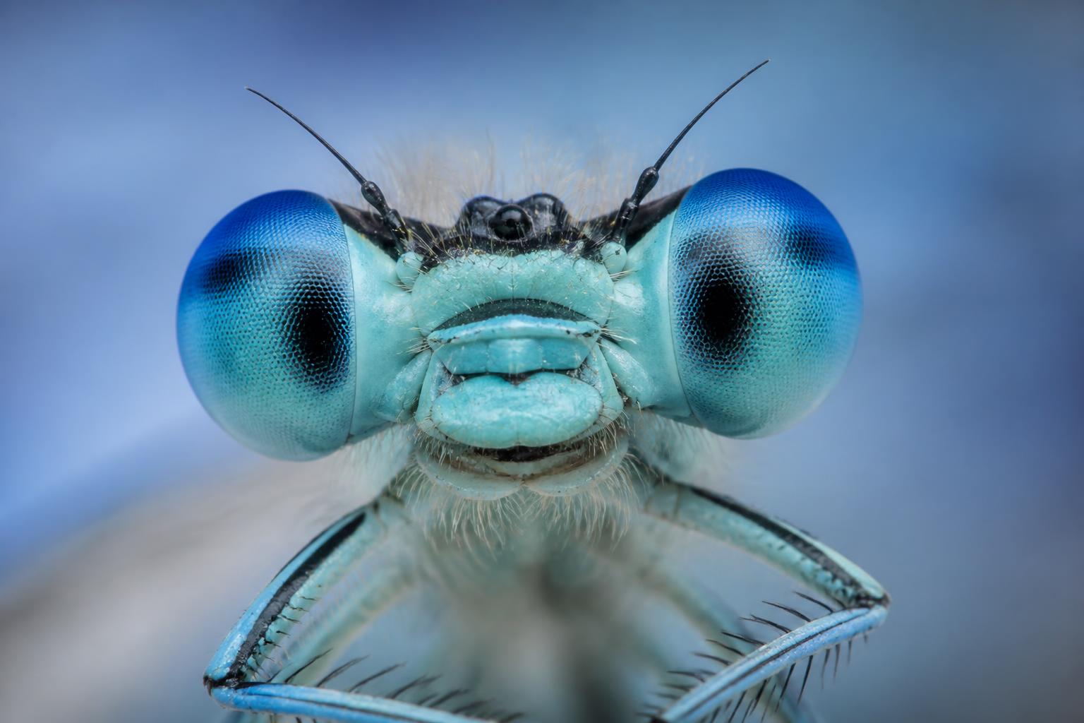 découvrez la super macro et explorez un univers invisible à l'œil nu, révélant des détails fascinants et incroyables de la nature et des objets du quotidien.
