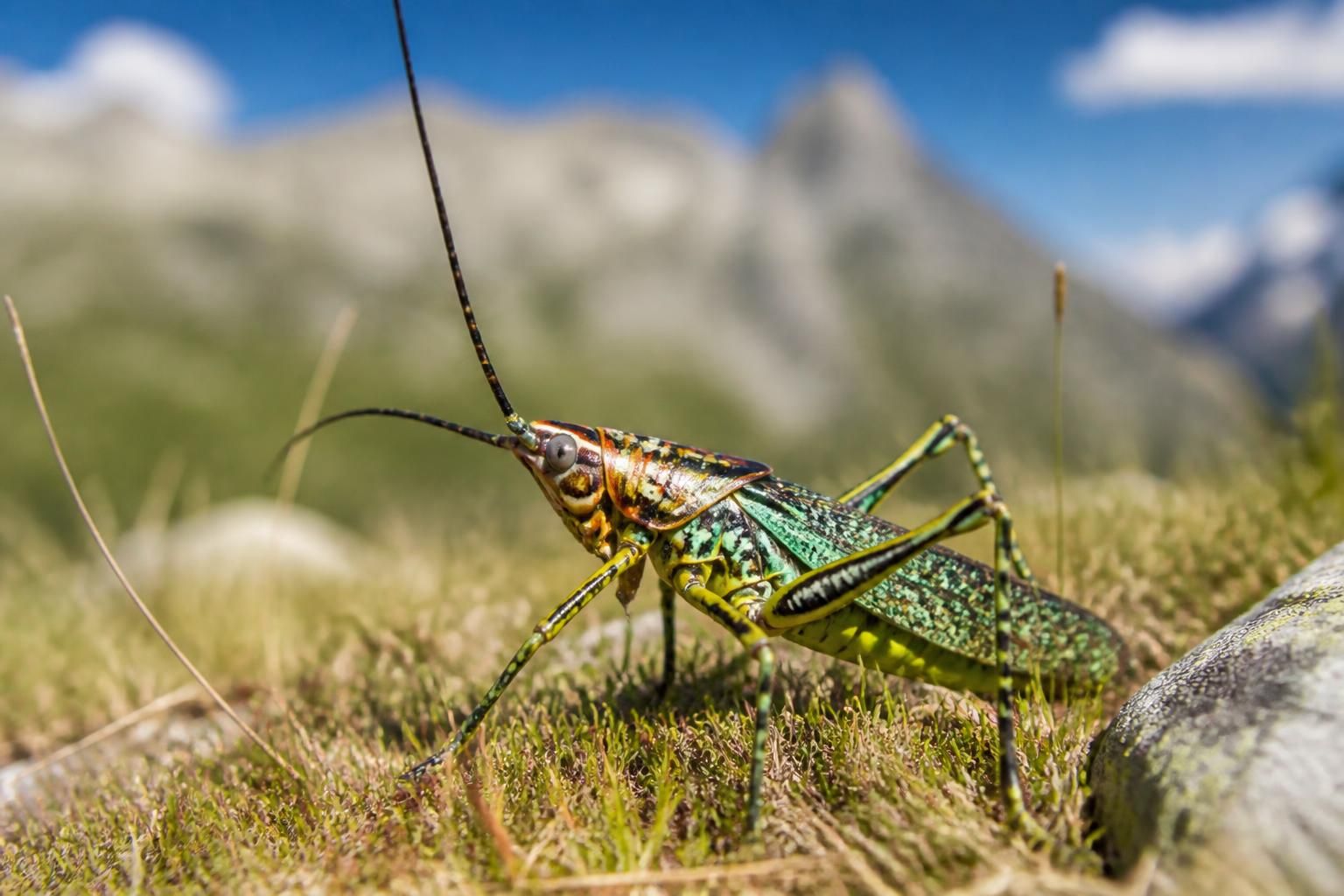 plongez au cœur de la savoie avec une exploration captivante révélant des insectes insoupçonnés et découvrez la richesse étonnante de la biodiversité locale.