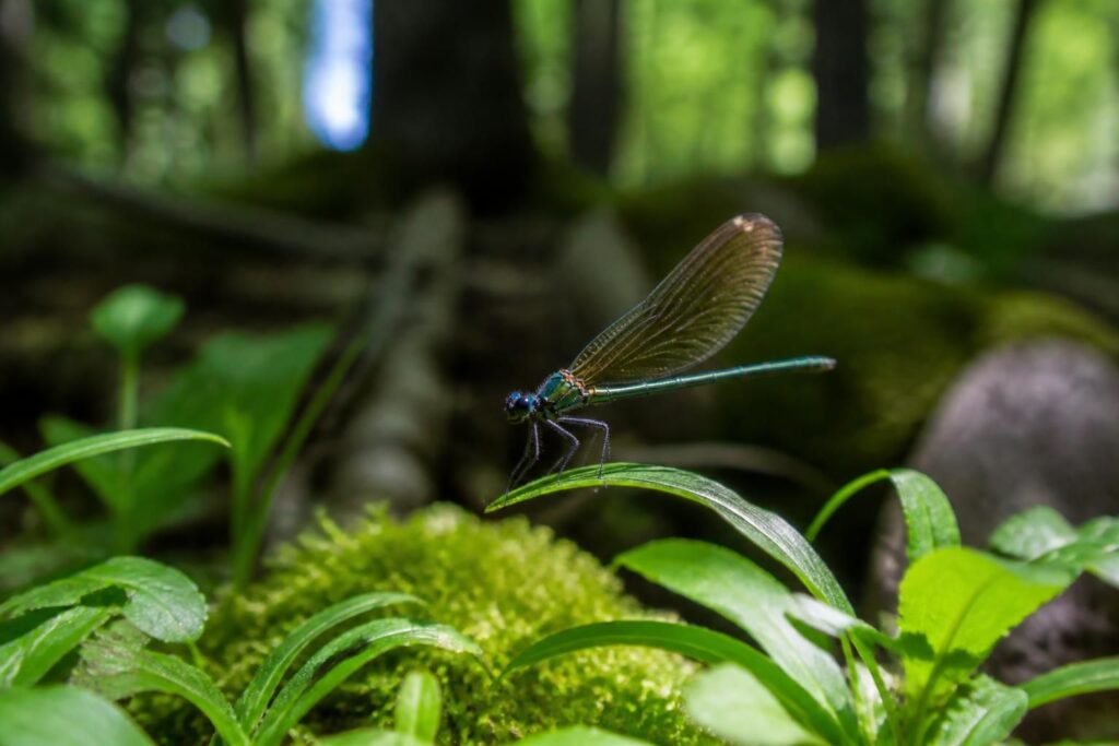 explorez la biodiversité unique de la savoie à travers la découverte d'insectes insoupçonnés. une aventure passionnante qui révèle la richesse naturelle locale.