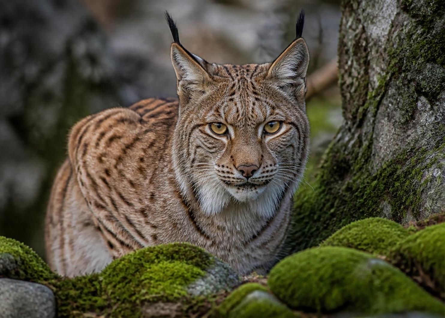 découvrez aux rencontres d'arles une exposition unique retraçant deux siècles de regards fascinants sur les animaux capturés à travers l'objectif des photographes.