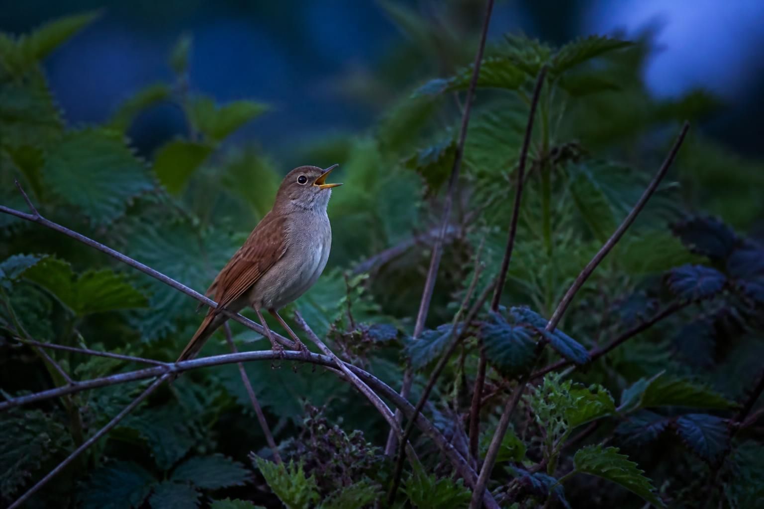 découvrez l'oiseau au chant puissant qui enchante rennes par sa présence mystérieuse et impressionnante. plongez dans un univers naturel fascinant et laissez-vous séduire par cette merveille ornithologique.