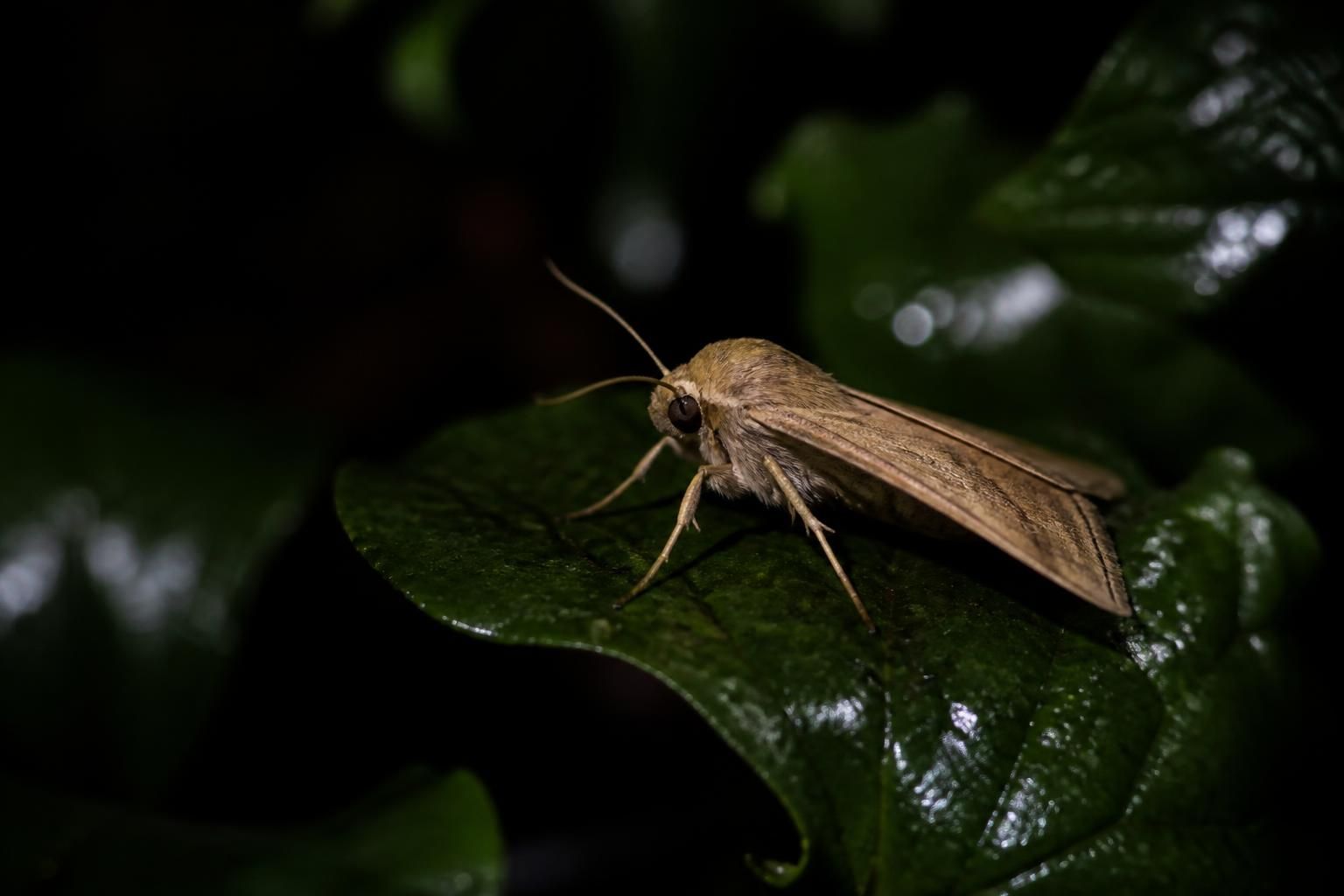 découvrez maen-roch et explorez l'univers fascinant et méconnu des papillons de nuit à travers une plongée captivante pleine de mystères et de beautés naturelles.