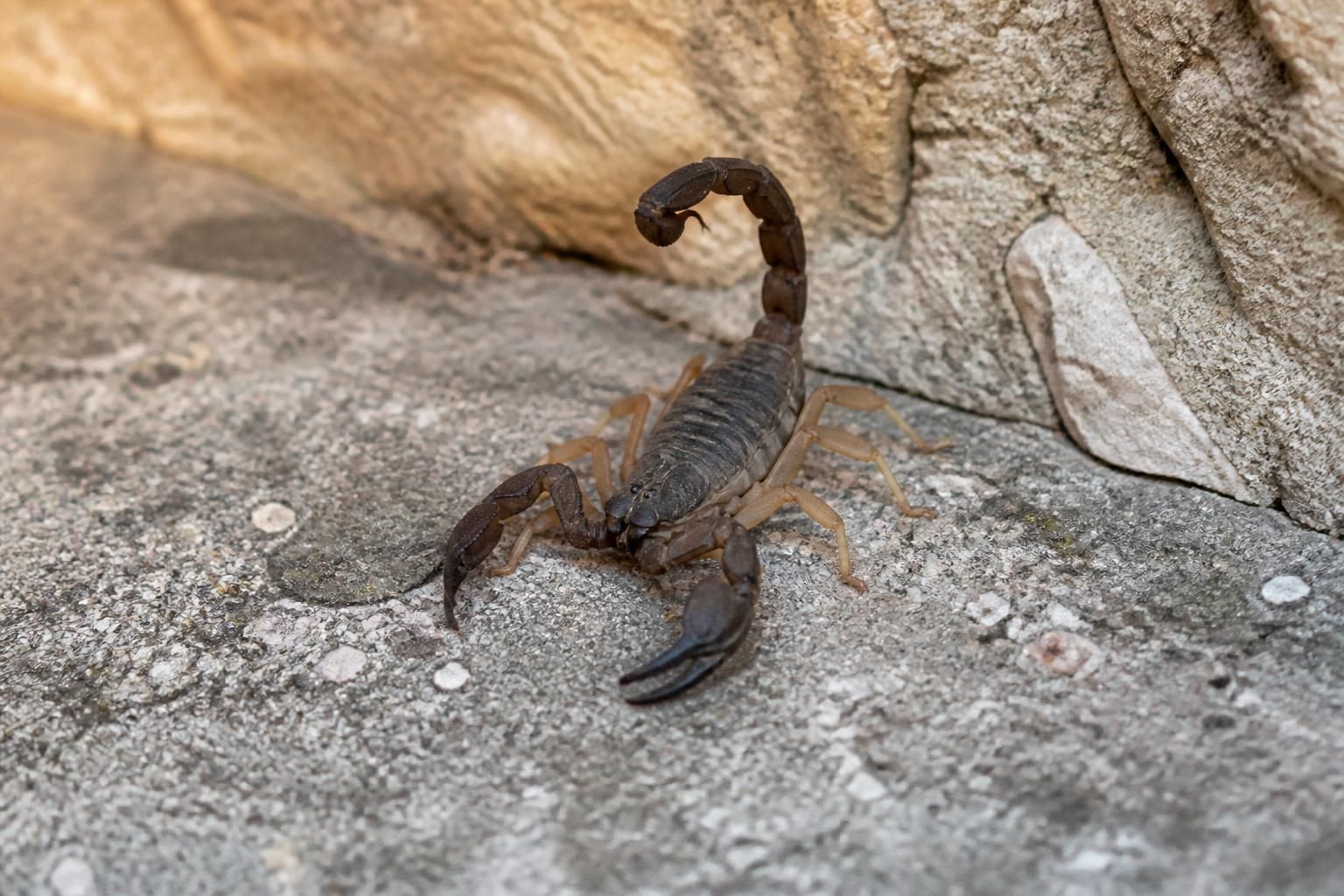 découvrez la rencontre surprenante avec un scorpion capturé en image au cœur d'ajaccio, une observation rare et fascinante au centre-ville.