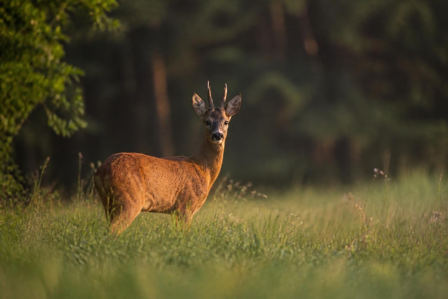 découvrez une immersion captivante dans la photographie animalière à l'agence d'attractivité, où la beauté de la nature prend vie à travers des images saisissantes.
