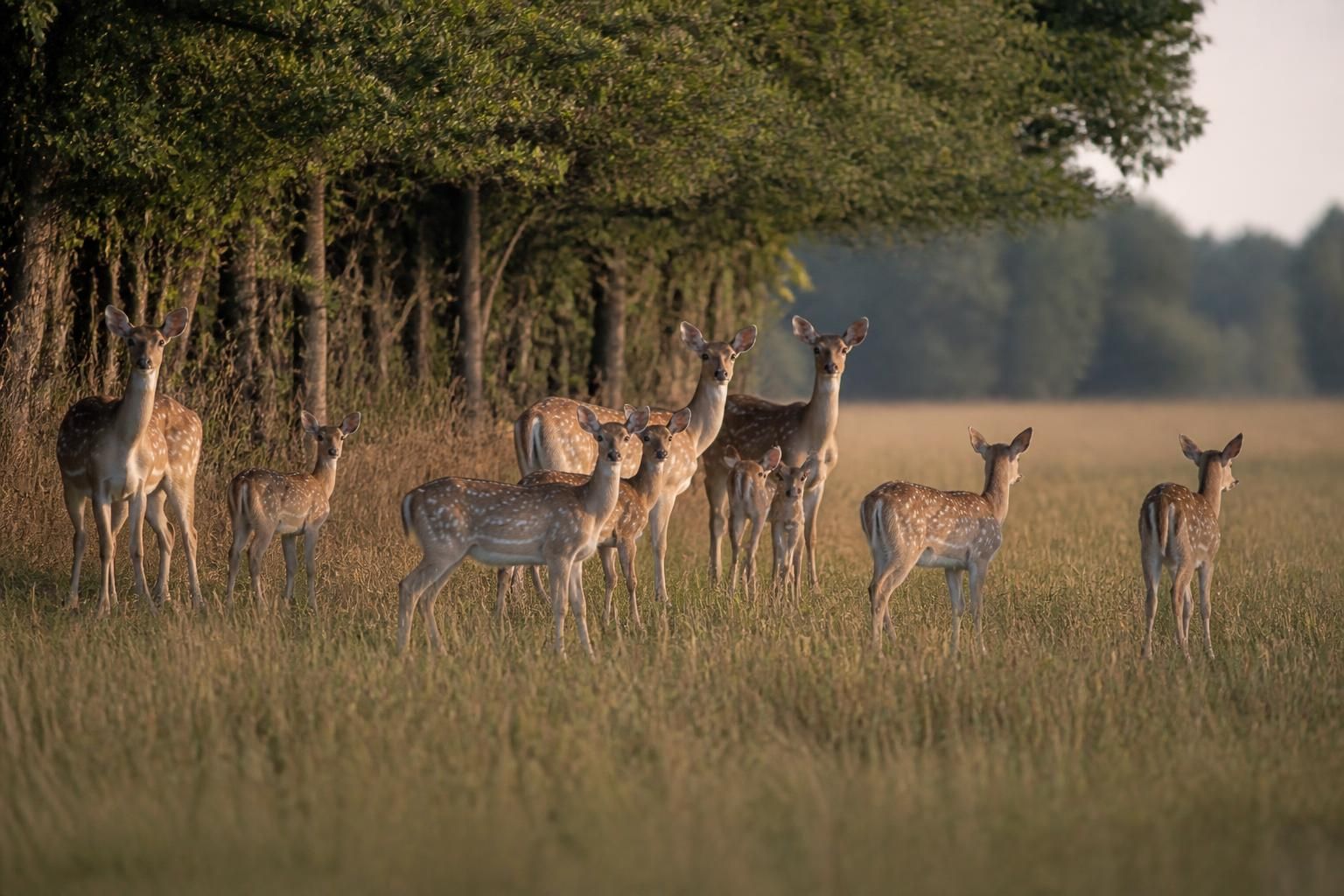 Une scène rare : capture d'un troupeau de biches près de Montmirail dans la Marne 6 découvrez une scène rare et fascinante : un troupeau de biches capturé en pleine nature près de montmirail, dans la région de la marne.