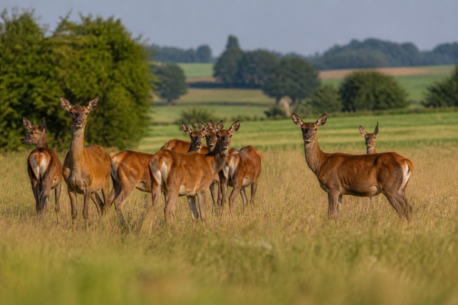 Une scène rare : capture d'un troupeau de biches près de Montmirail dans la Marne 1 découvrez une scène rare et captivante : un troupeau de biches photographié près de montmirail, dans la marne, offrant un moment exceptionnel de nature sauvage.