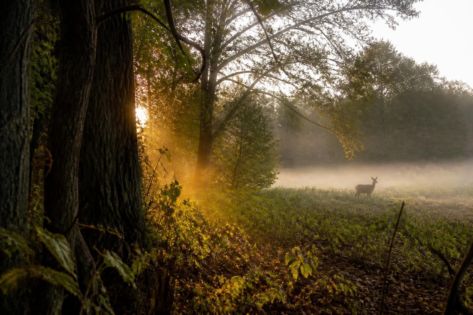 découvrez les secrets de la photographie animalière lors de la conférence 'capturer la nature en pleine action' à saint-julien, dédiée à l’art de l’affût pour immortaliser la faune sauvage.