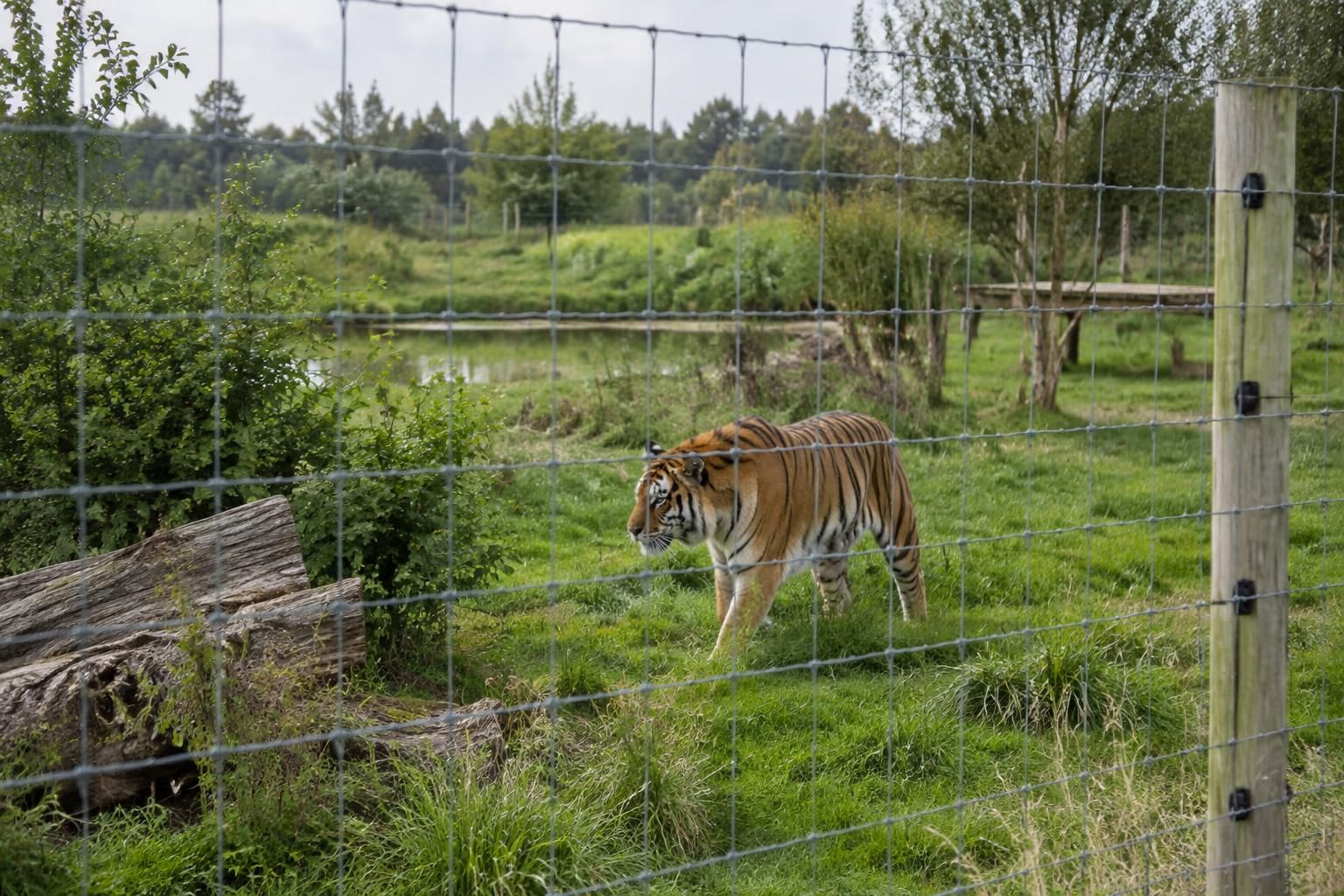 Il demande à un couple de le photographier avant d’entrer dans l’enclos : un homme mortellement attaqué par un tigre 7 un homme demande à un couple de le photographier avant d’entrer dans un enclos, où il sera mortellement attaqué par un tigre.