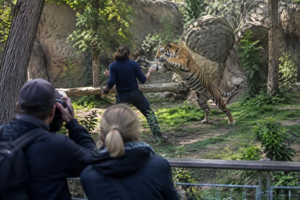 avant d’entrer dans l’enclos d’un tigre, un homme demande à un couple de le photographier. il est ensuite mortellement attaqué par l’animal.