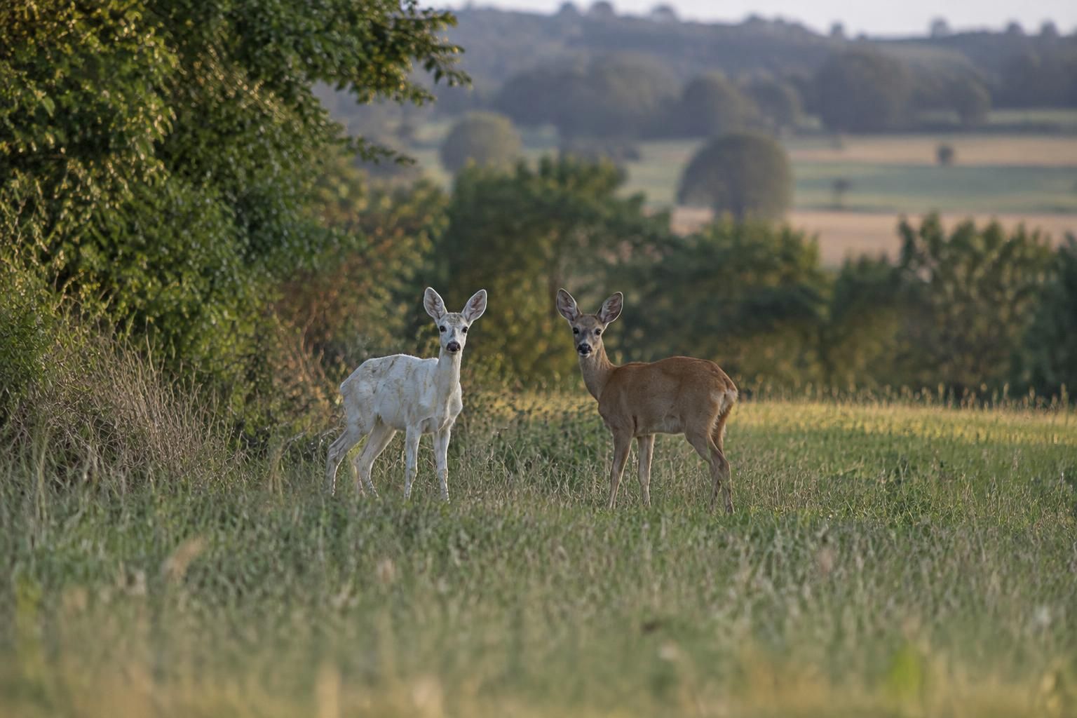 Près de Montmirail, Marc Bérat immortalise une deuxième fois un rarissime chevreuil blanc 7 près de montmirail, marc bérat immortalise une deuxième fois un rarissime chevreuil blanc, une rencontre exceptionnelle avec cet animal hors du commun.